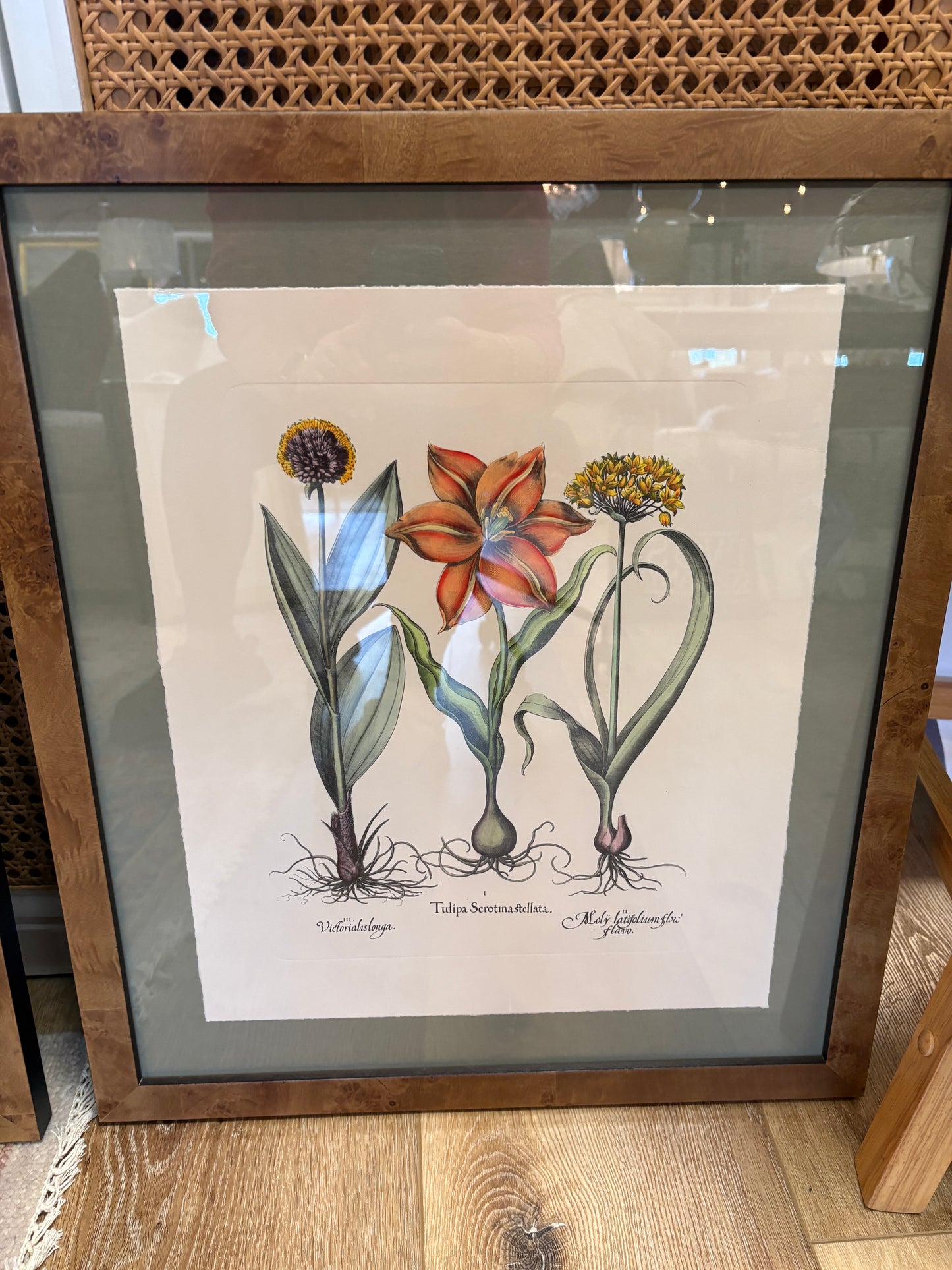 Besler Botanicals