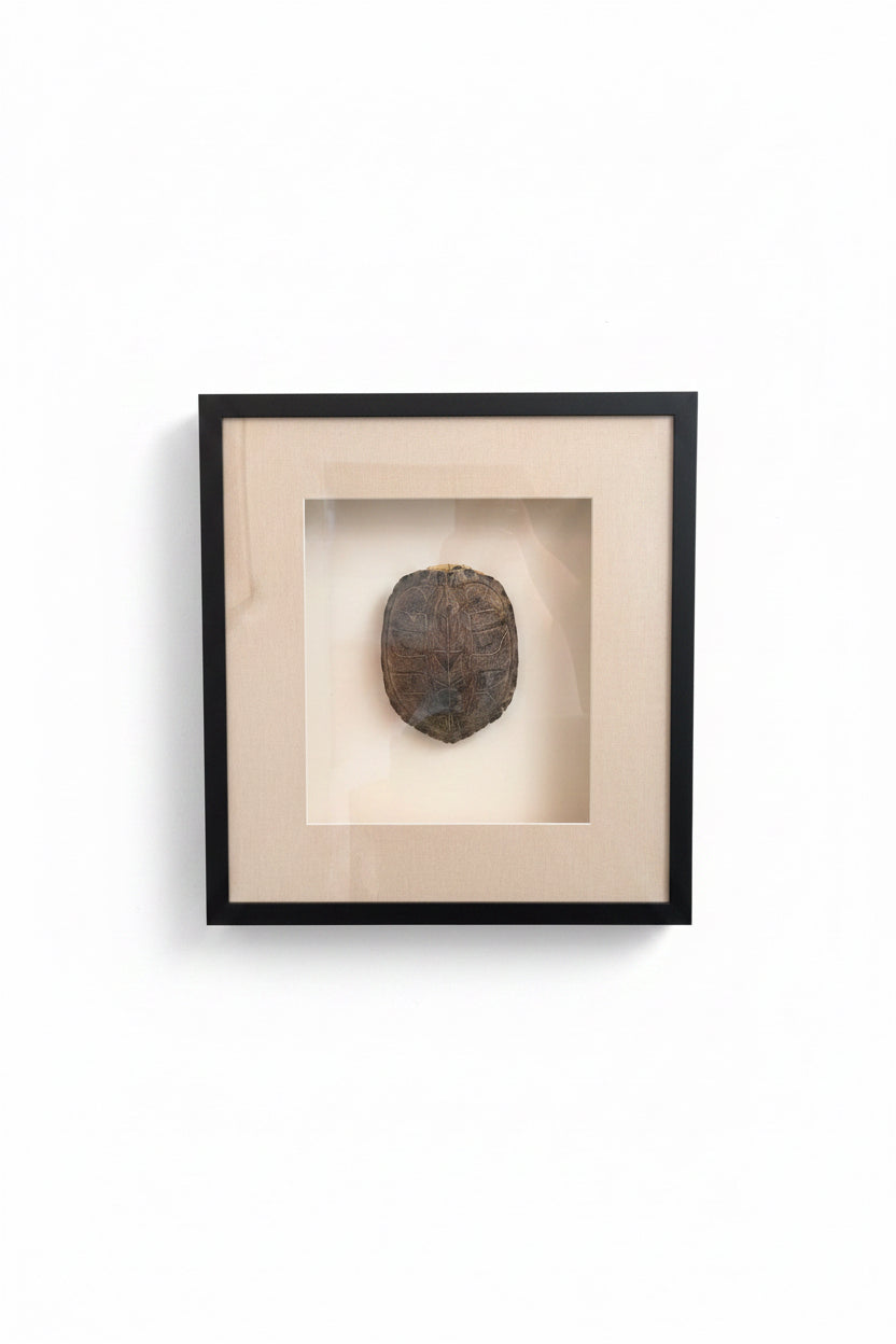 Large Turtle Shell in Shadow Box