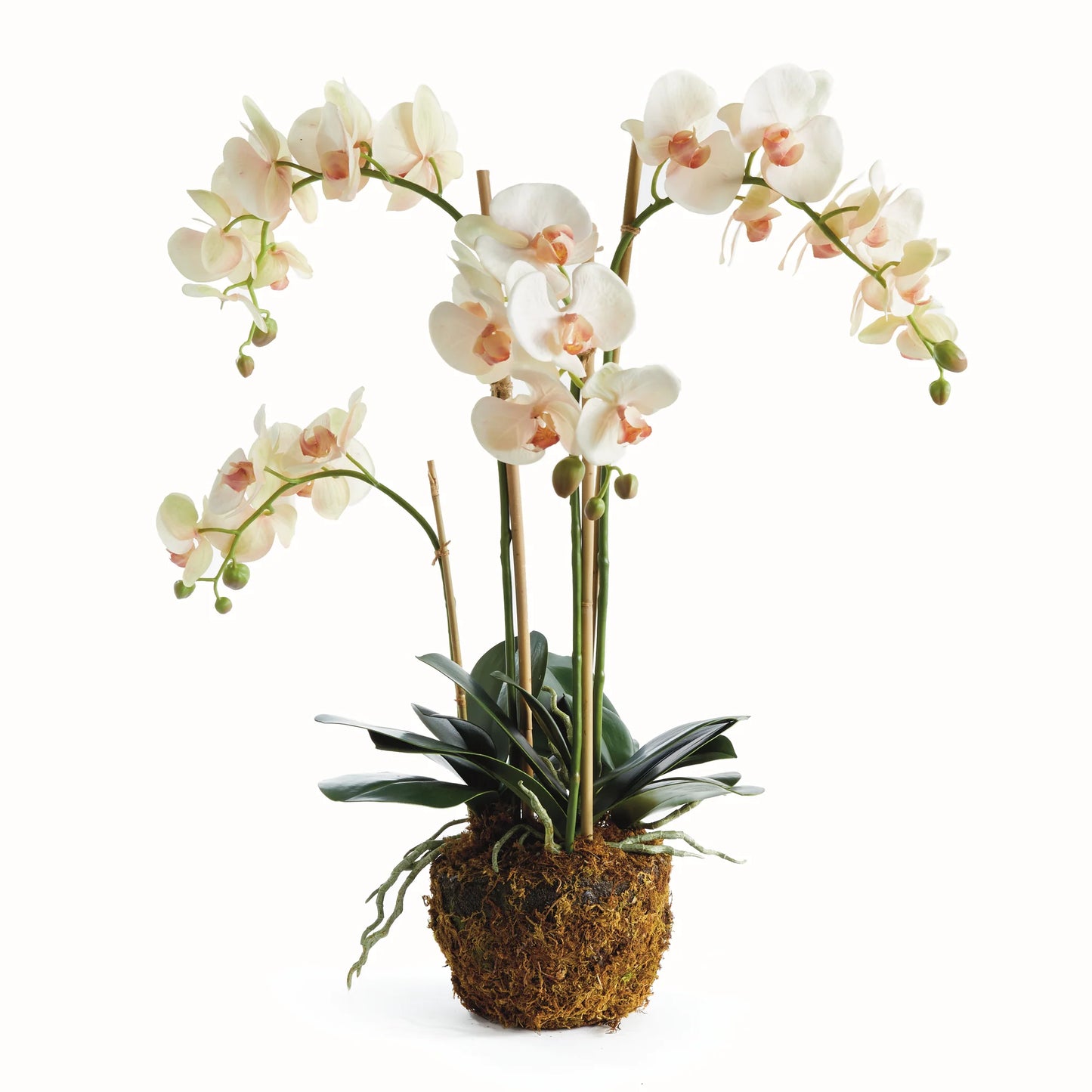 Phalaenopsis Orchid