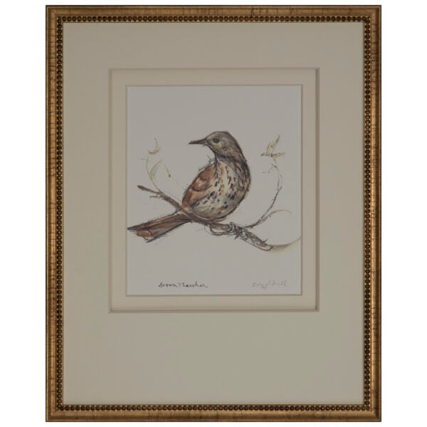 Brown Thrasher
