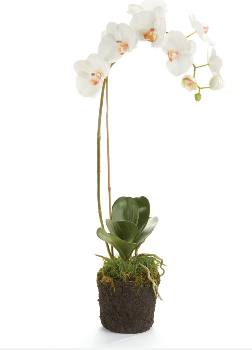 PHALAENOPSIS ORCHID DROP-IN 26"