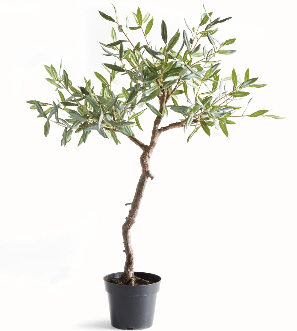 Olive Tree Drop-In 40"