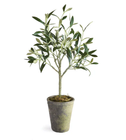 17" Olive Tree Potted