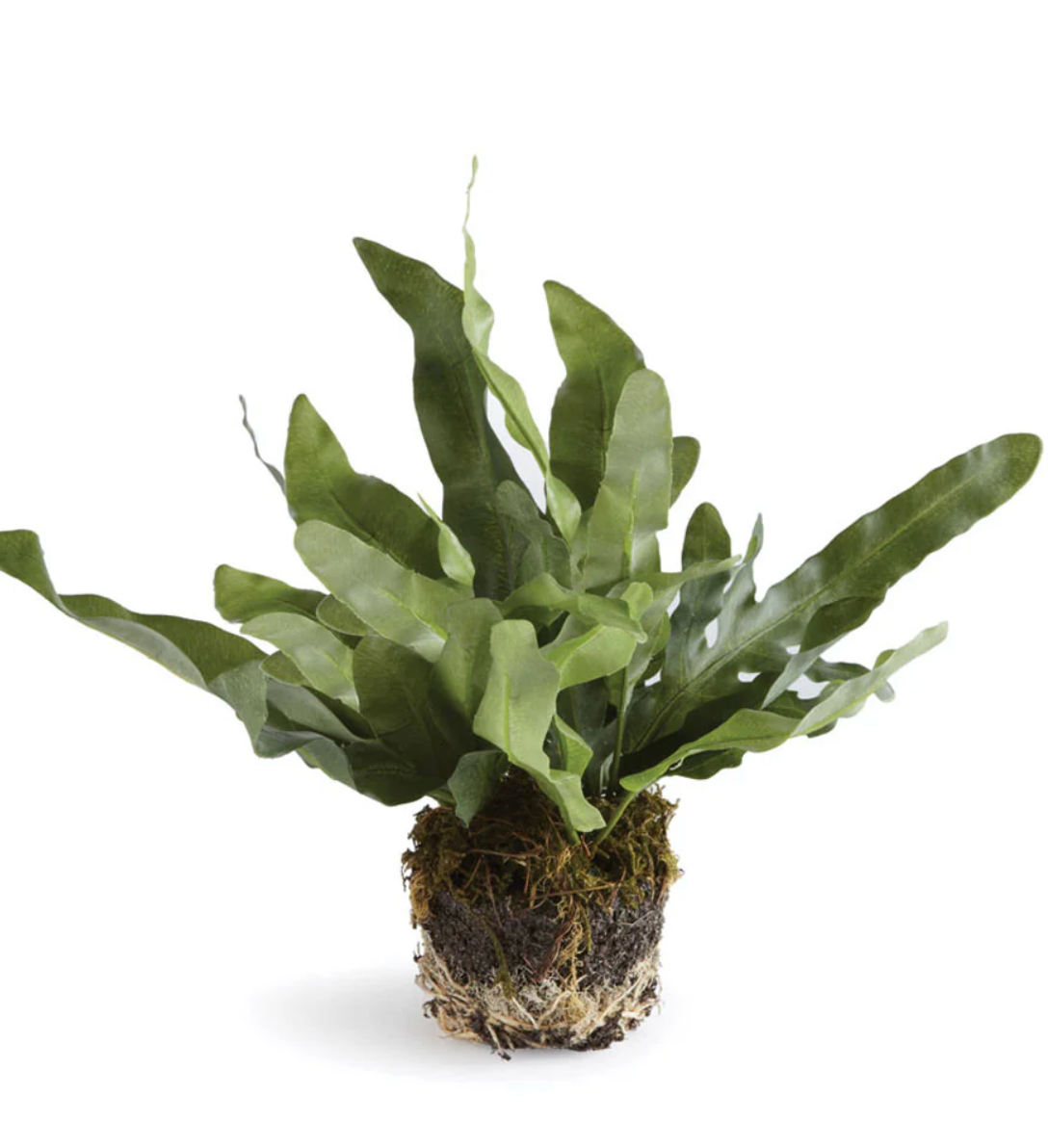 8.5" Echeveria Fern