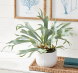 STAGHORN FERN DROP-IN 21"