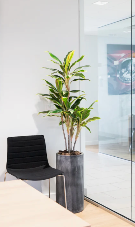 Dracaena Plant