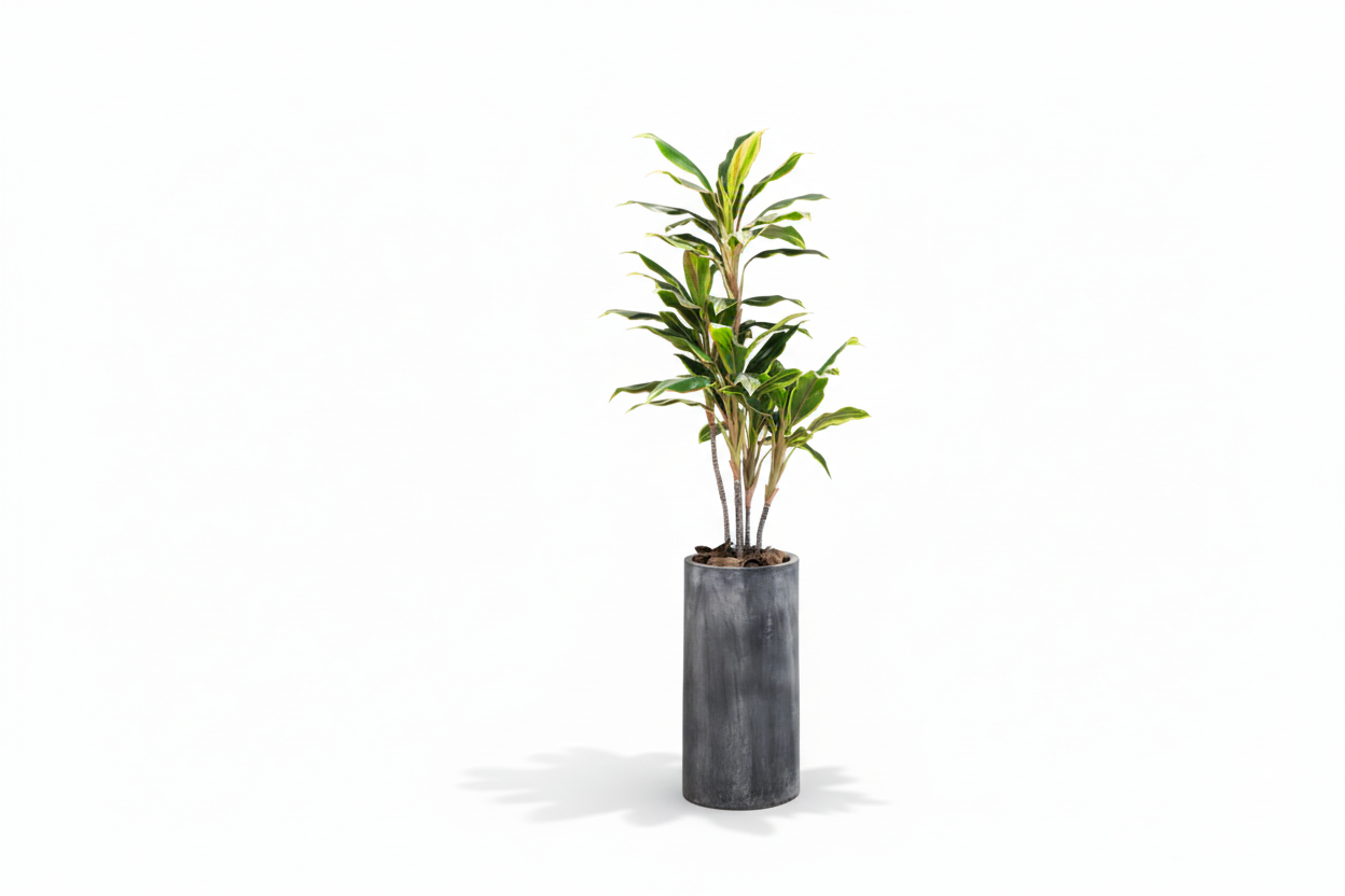 Dracaena Plant