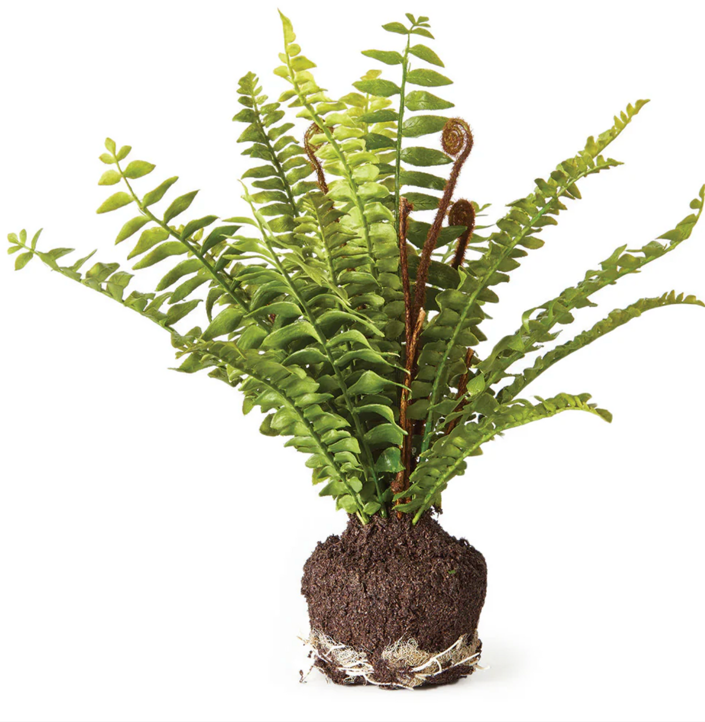 Boston Fern 11" Drop-in