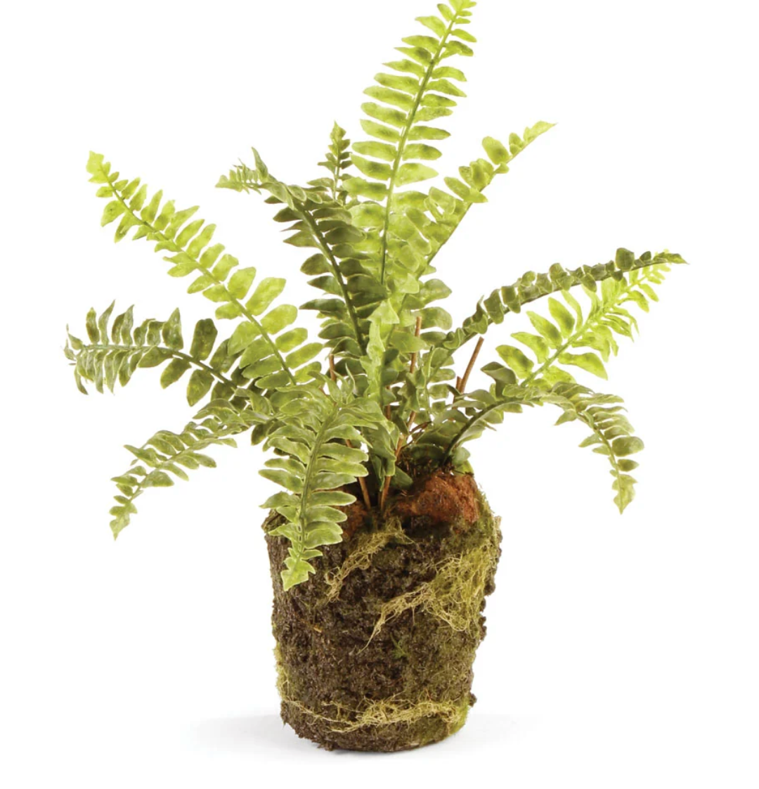 Boston Fern Drop-In 9"