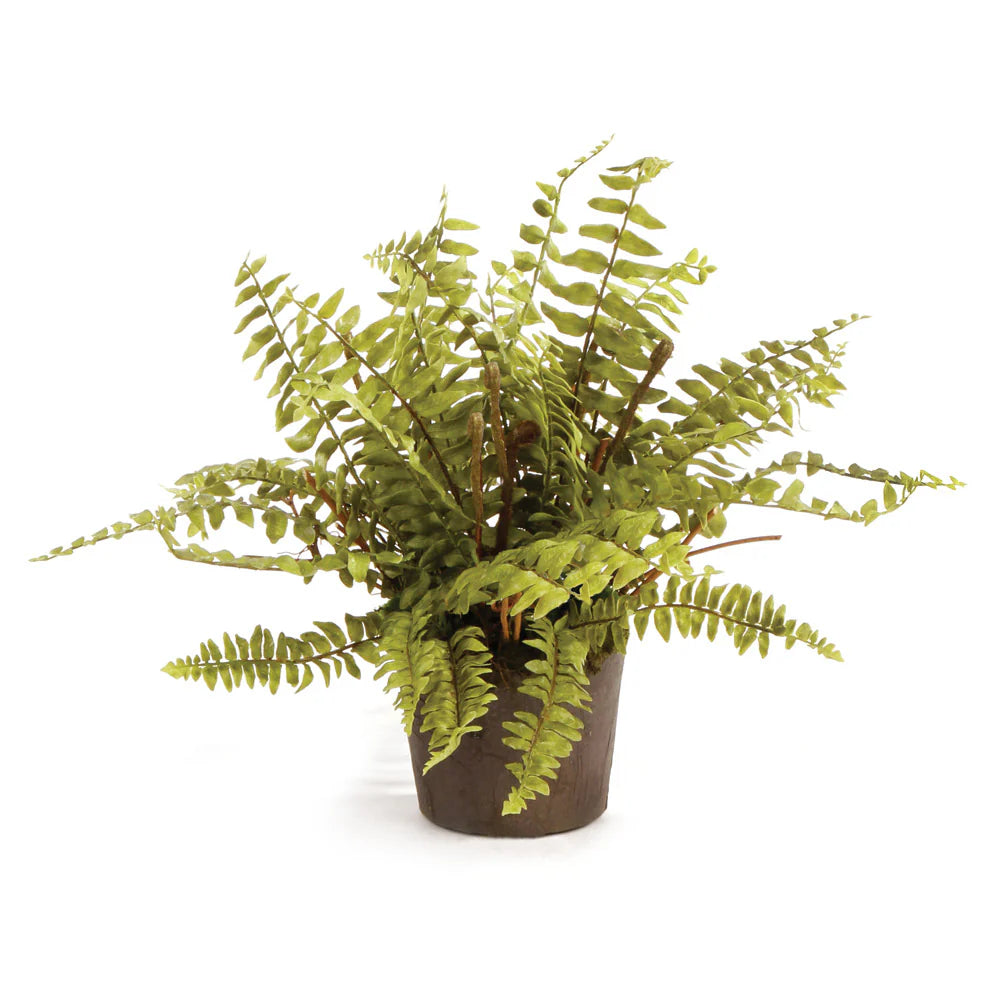Boston Fern