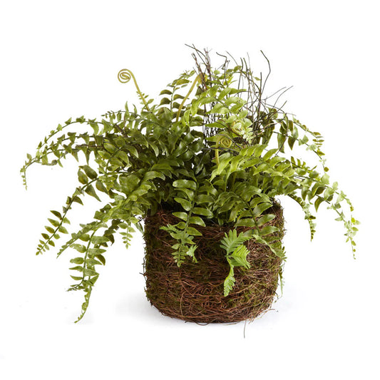 Boston Fern Rustic