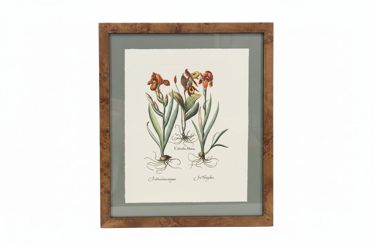Besler Botanicals