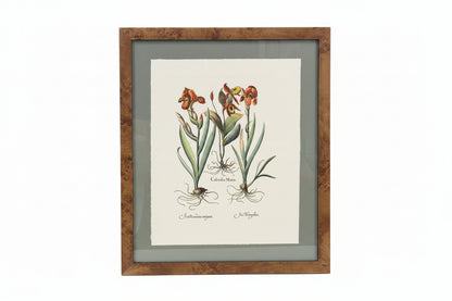 Besler Botanicals