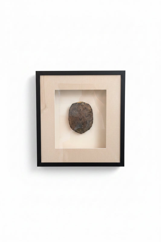 Large Turtle Shell in Shadow Box