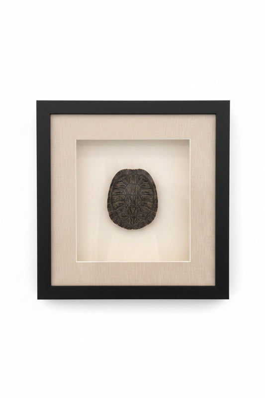 Small Turtle Shell in Shadow Box