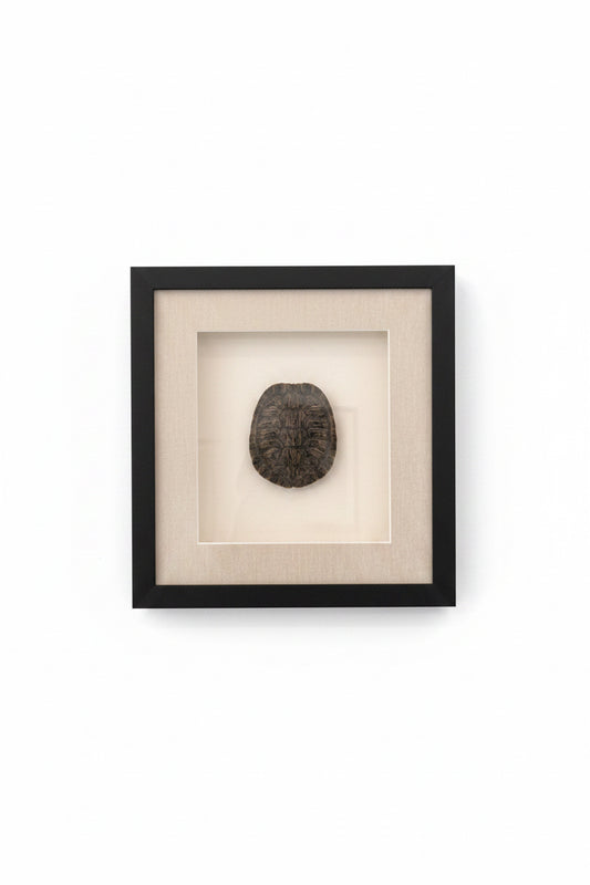 Medium Turtle Shell in Shadow Box