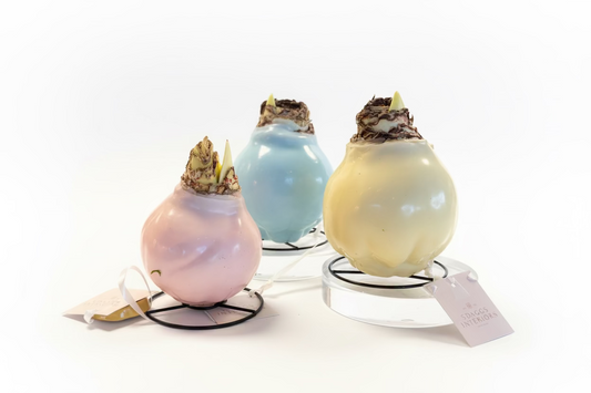 Easter Trio Mix Wax Amaryllis Bulb