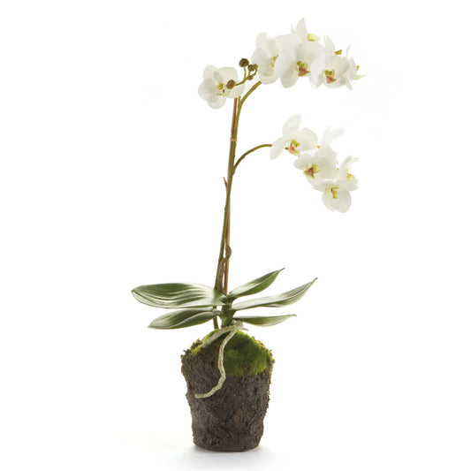 Phalaenopsis Orchid