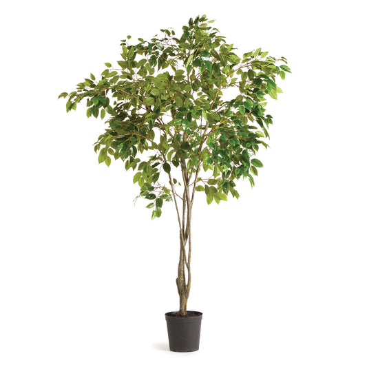 Grand Ficus Tree Drop-In 8'