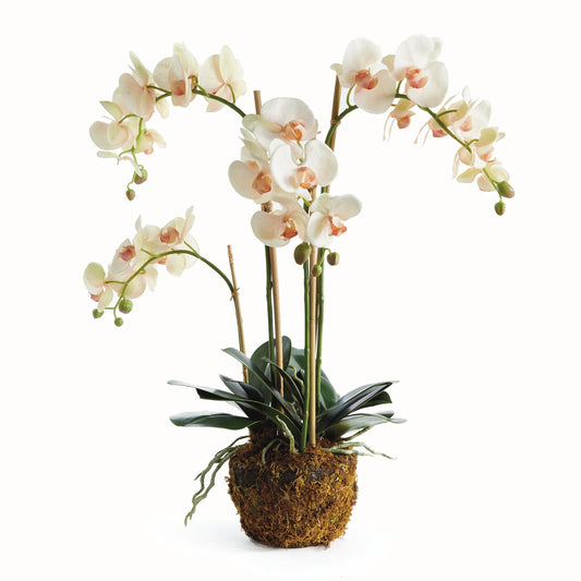Phalaenopsis Orchid