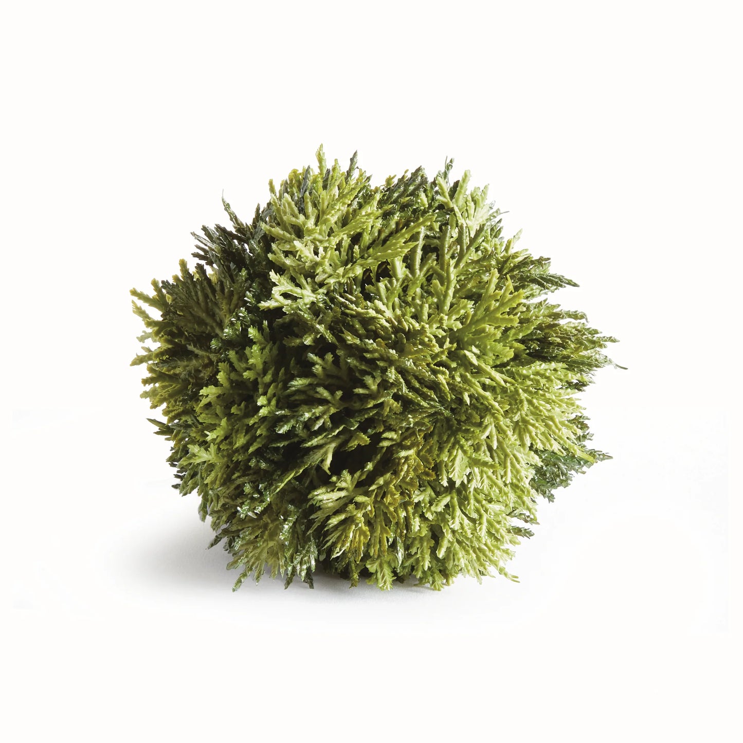 Cypress Orb