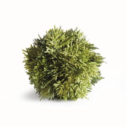 Cypress Orb