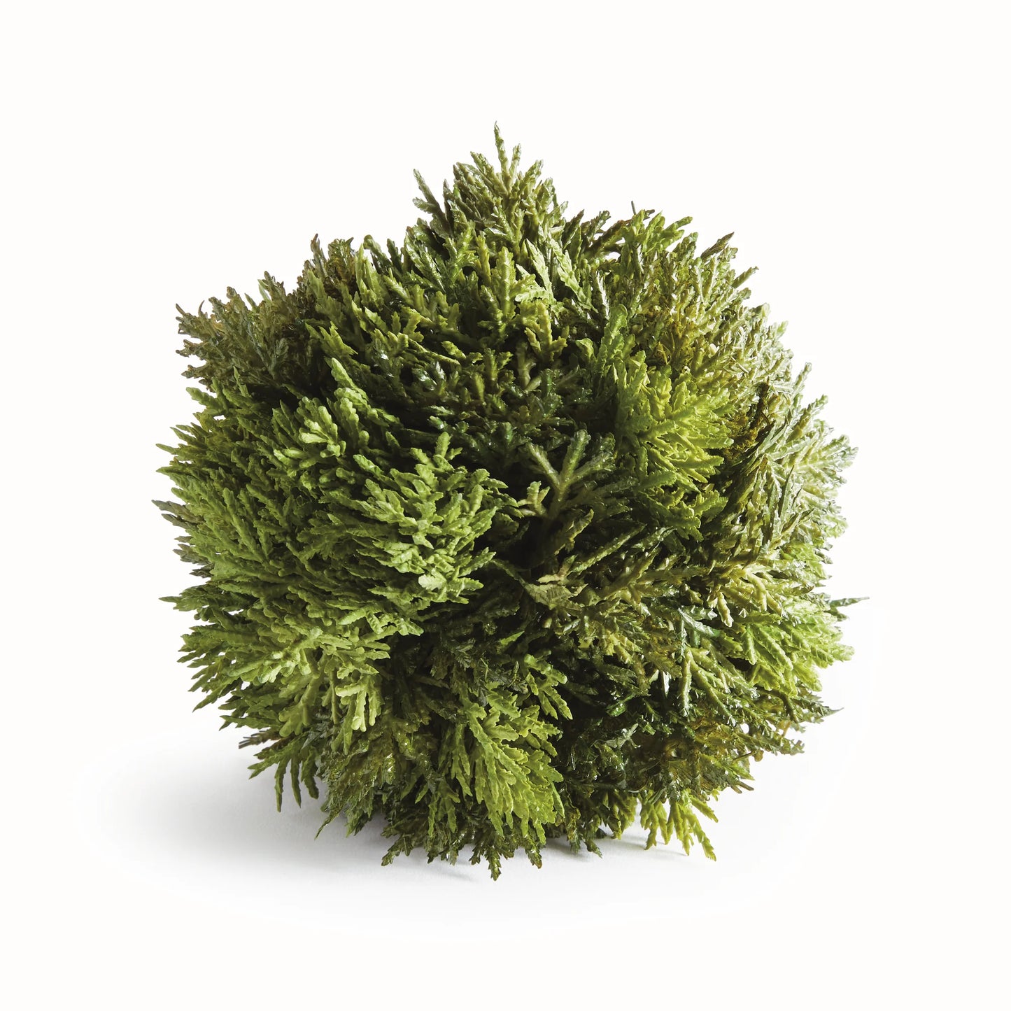 Cypress Orb