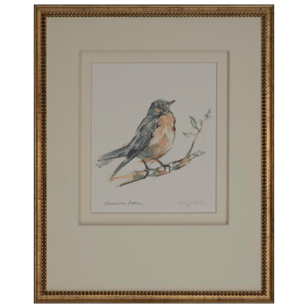 American Robin