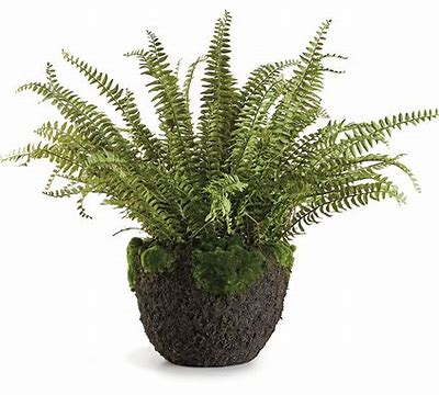 Grand Boston Fern 30" in.