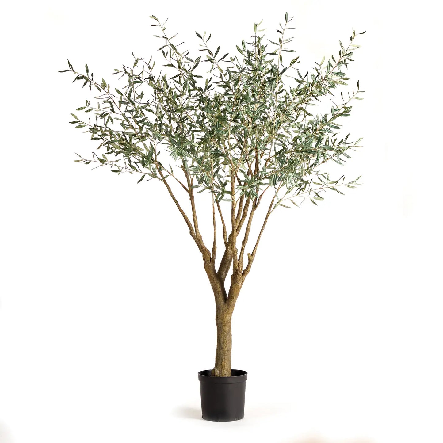 Grand Olive Tree Drop-In 6'6"