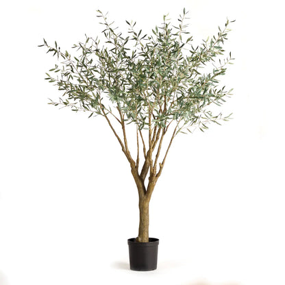 Grand Olive Tree Drop-In 6'6"