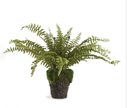 Boston Fern 16" Drop-In
