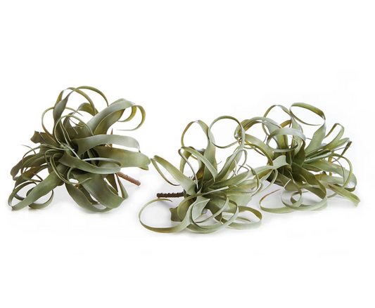 Tillandsia Stems
