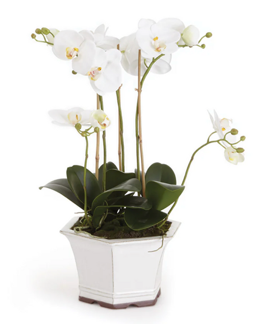 Barclay Butera Phalaenopsis in Ceramic Pot 18.5"