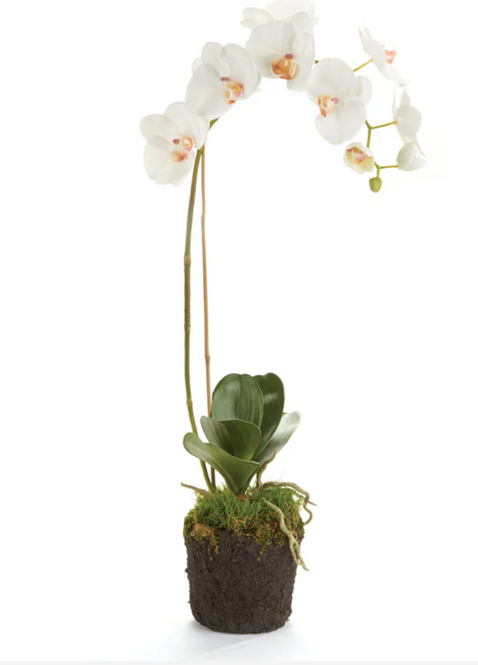 PHALAENOPSIS ORCHID DROP-IN 26"
