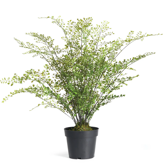 Maidenhair Drop-In 30"