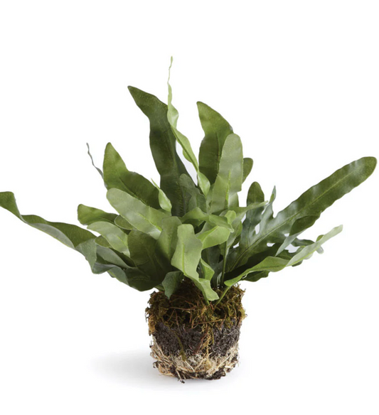 8.5" Echeveria Fern