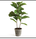 Fiddle Leaf Fig Tree Potted 43"