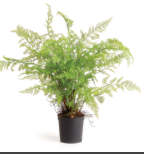 Soft Fern Drop-In 36"