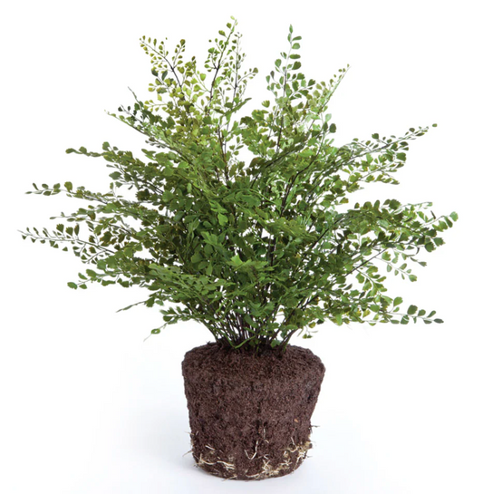 Maidenhair Drop-In 23"