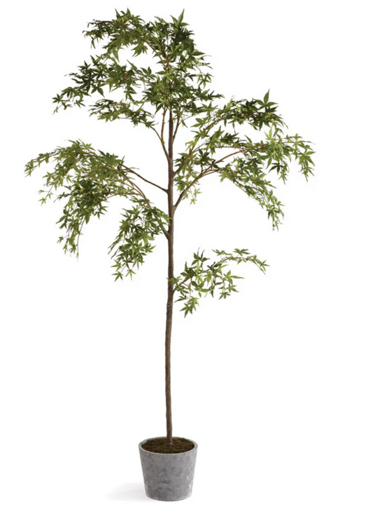 Maple Tree in Pot 84"