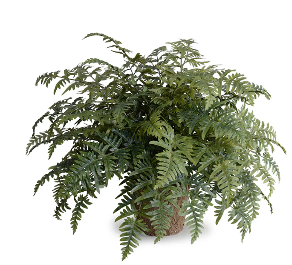 Athyrium Lady Fern 24"H