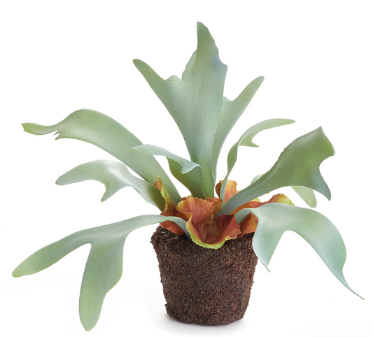 Staghorn Fern Drop-in 9"