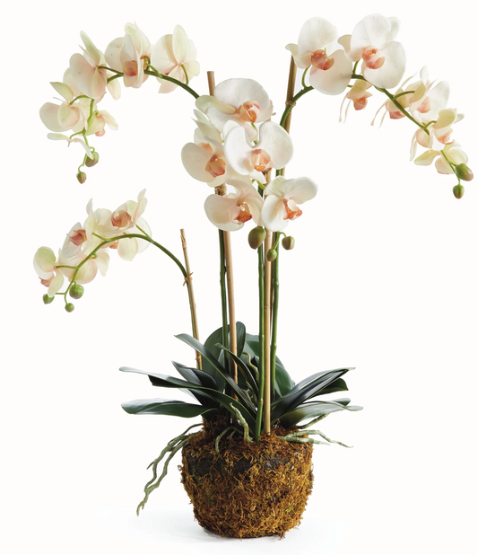 PHALAENOPSIS ORCHID DROP-IN 30"