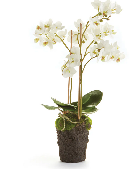PHALAENOPSIS ORCHID DROP-IN 20"