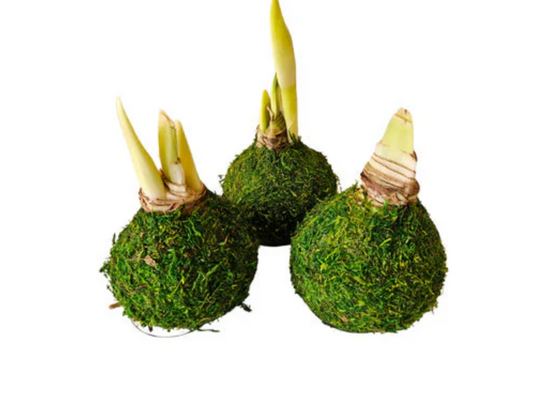White Flower Moss Base Bulb