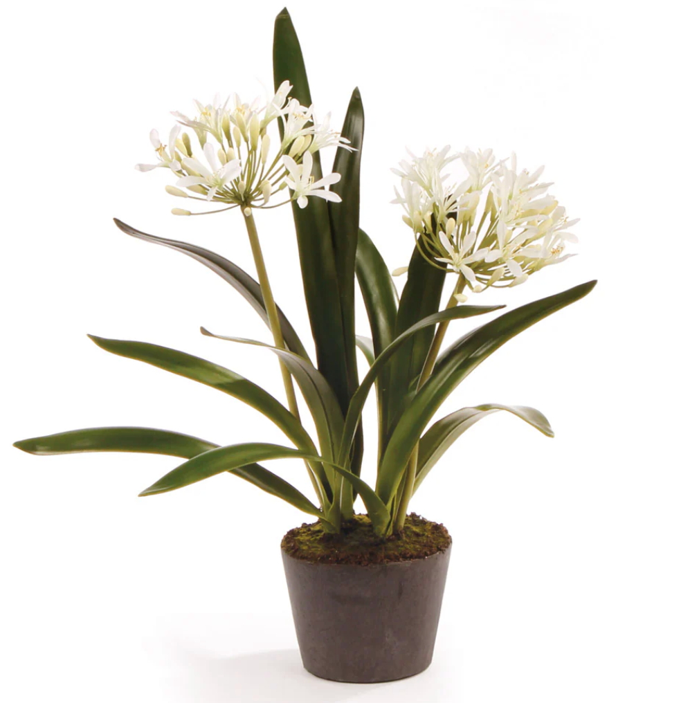 23" Agapanthus Drop In