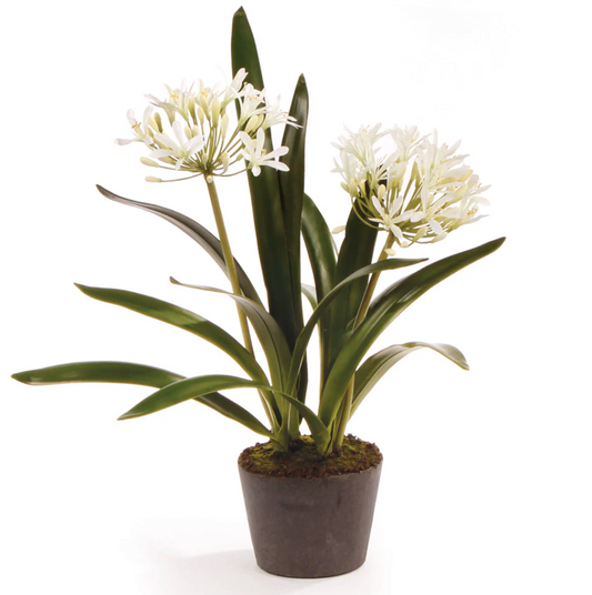 23" Agapanthus Drop In