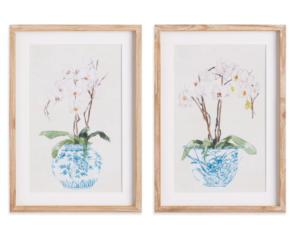 Potted Phalaenopsis Print