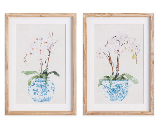 Potted Phalaenopsis Print